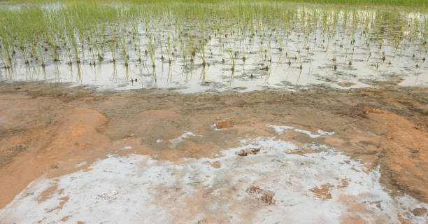 Agricultural Pollution