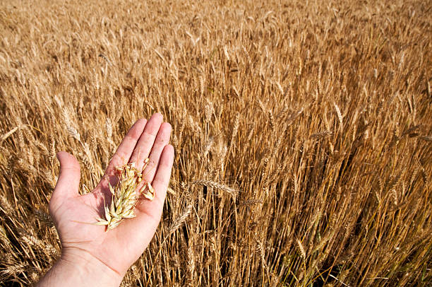 Crop Insurance