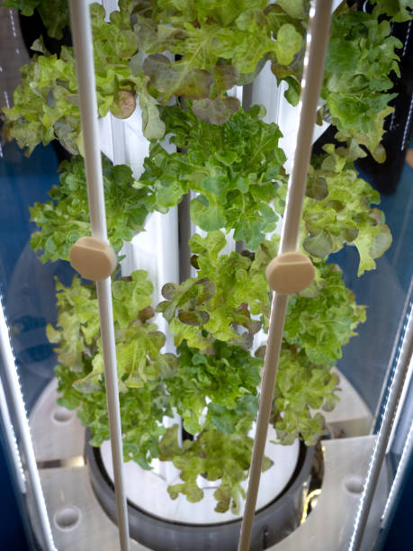 Vertical Farming