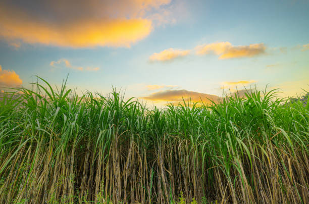 Agriculture