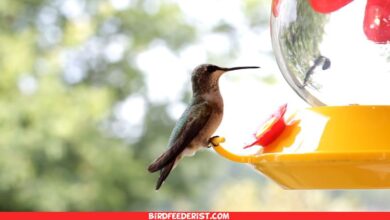 Hummingbird Food