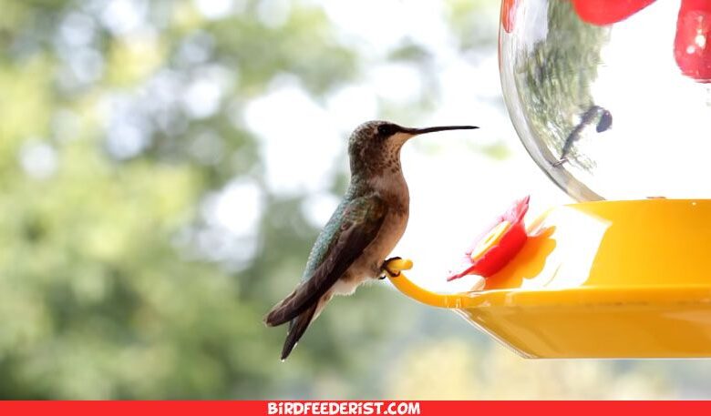 Hummingbird Food