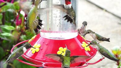 Hummingbird Food