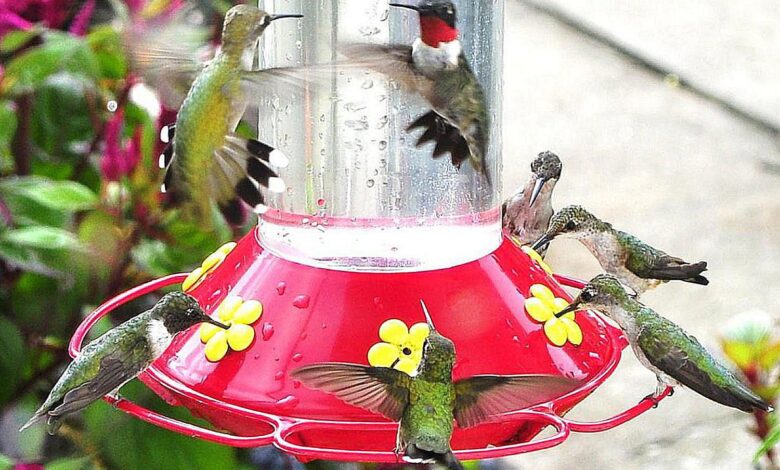 Hummingbird Food