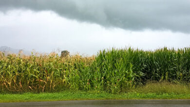 crop-yields