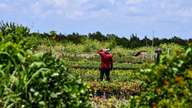 Florida Agricultural